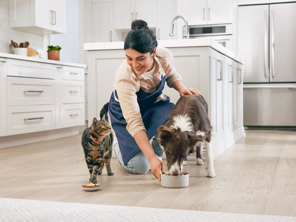 Pet parent feeding a dog and cat in their kitchen.